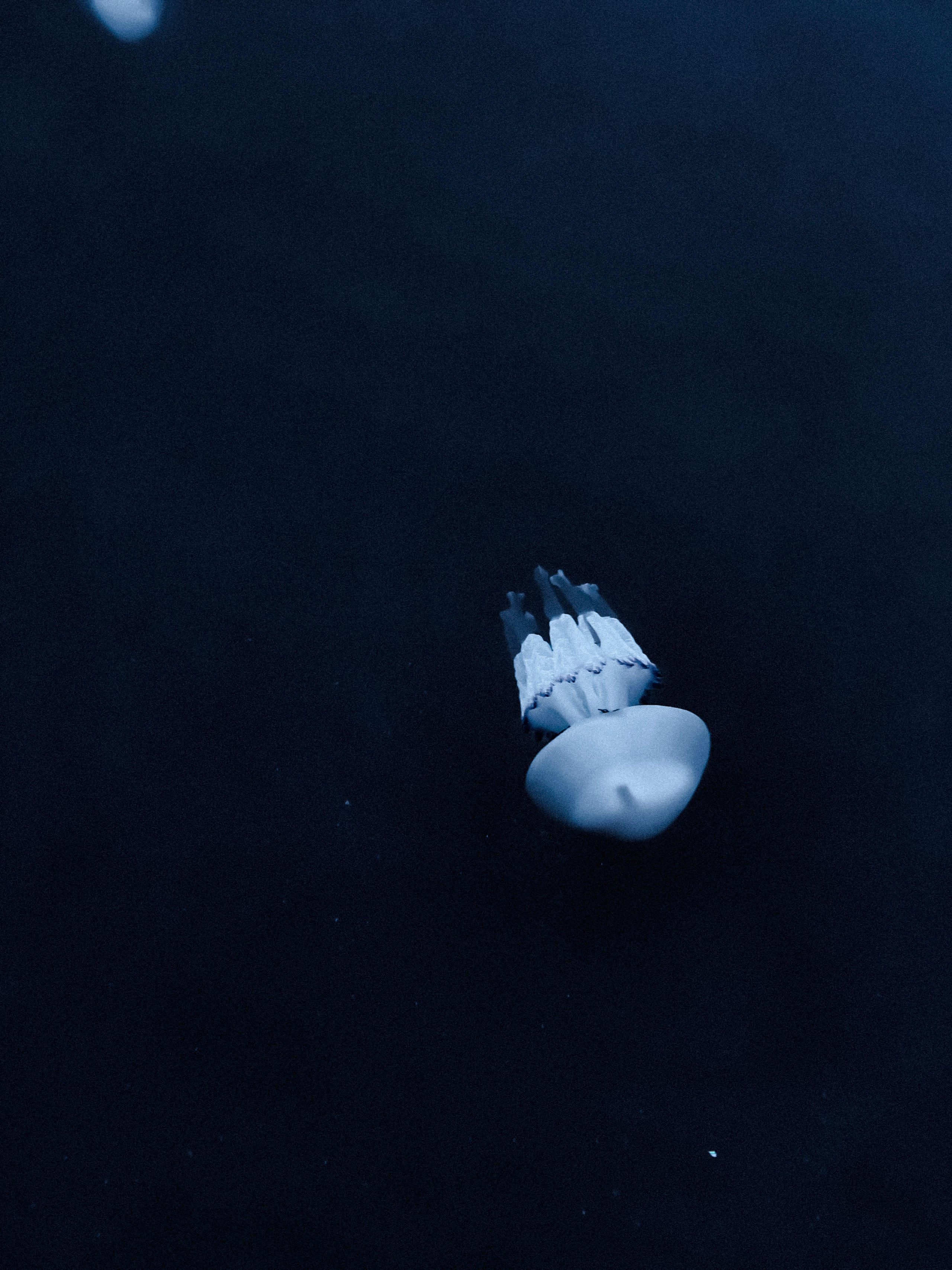 Close-up underwater photograph of a single translucent jellyfish floating in dark blue ocean water. The jellyfish is positioned in the lower right quadrant, showcasing its smooth, bell-shaped top and frilled, ribbon-like oral arms trailing behind. The lighting softly illuminates the jellyfish’s structure, creating an ethereal, minimalistic marine ambiance.