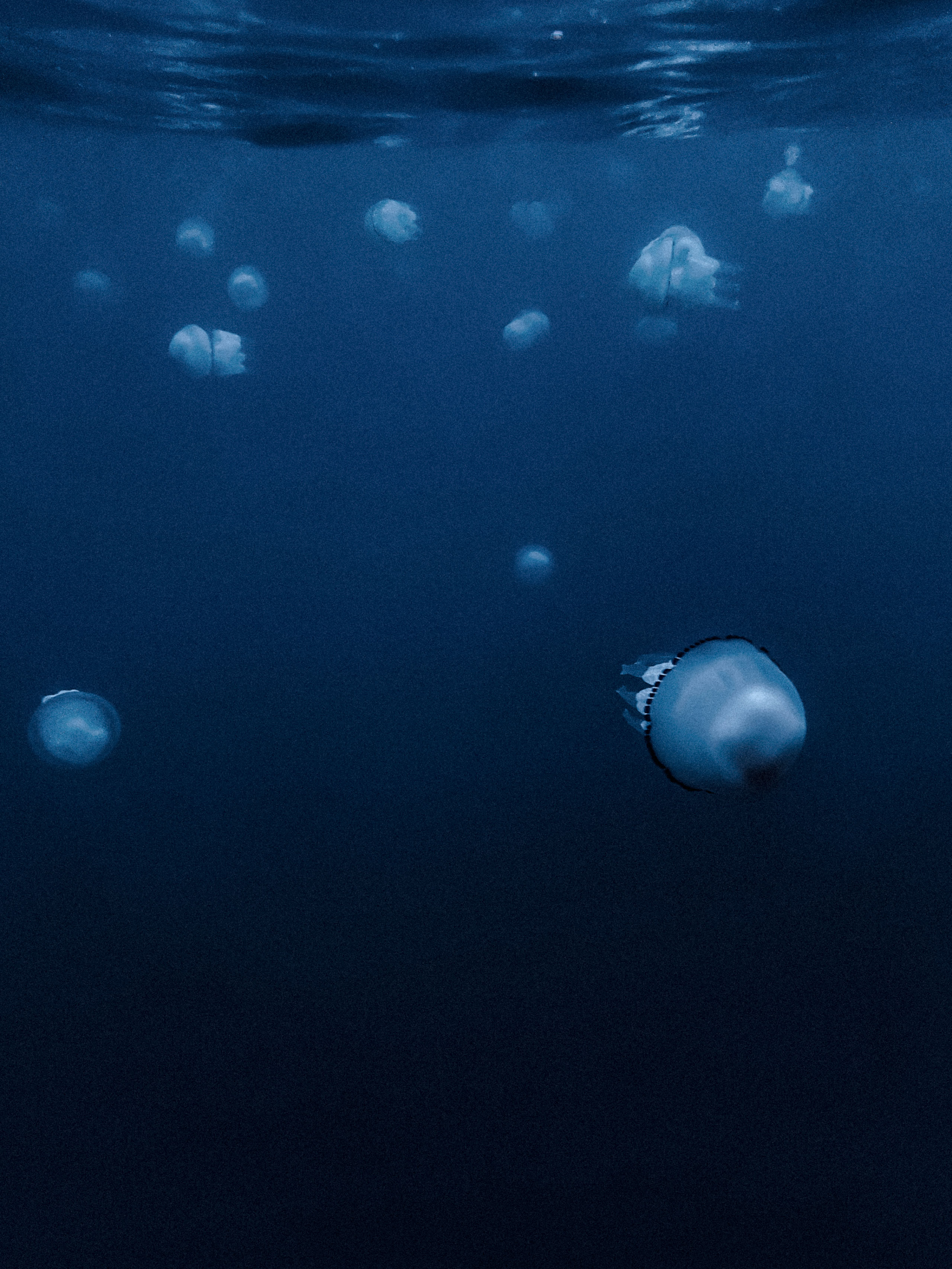 Underwater image capturing a serene scene of numerous translucent jellyfish drifting near the ocean surface in deep blue water. One jellyfish in the foreground is prominently lit, displaying a rounded bell with a black-rimmed edge and trailing frilled oral arms. The rest of the jellyfish are scattered throughout the background at varying depths, creating a sense of depth and movement under gently rippling water.