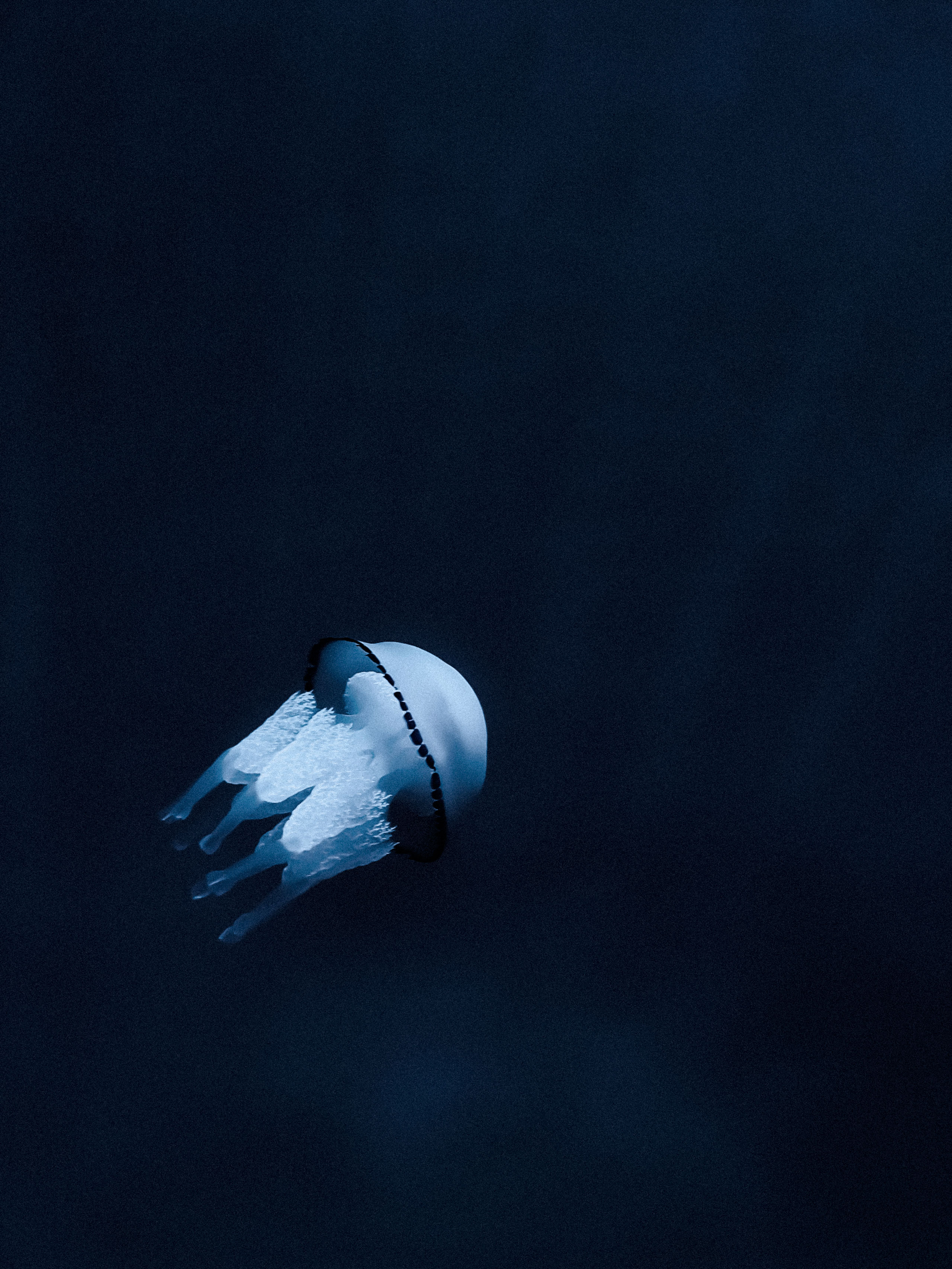 Close-up underwater image of a single translucent jellyfish floating in deep, dark blue water. The jellyfish features a rounded, dome-like bell and long, delicate oral arms with intricate textures, all softly illuminated in bluish tones. A distinct dark ring lines the edge of the bell, adding contrast against the surrounding water. The scene evokes a calm, ethereal atmosphere.