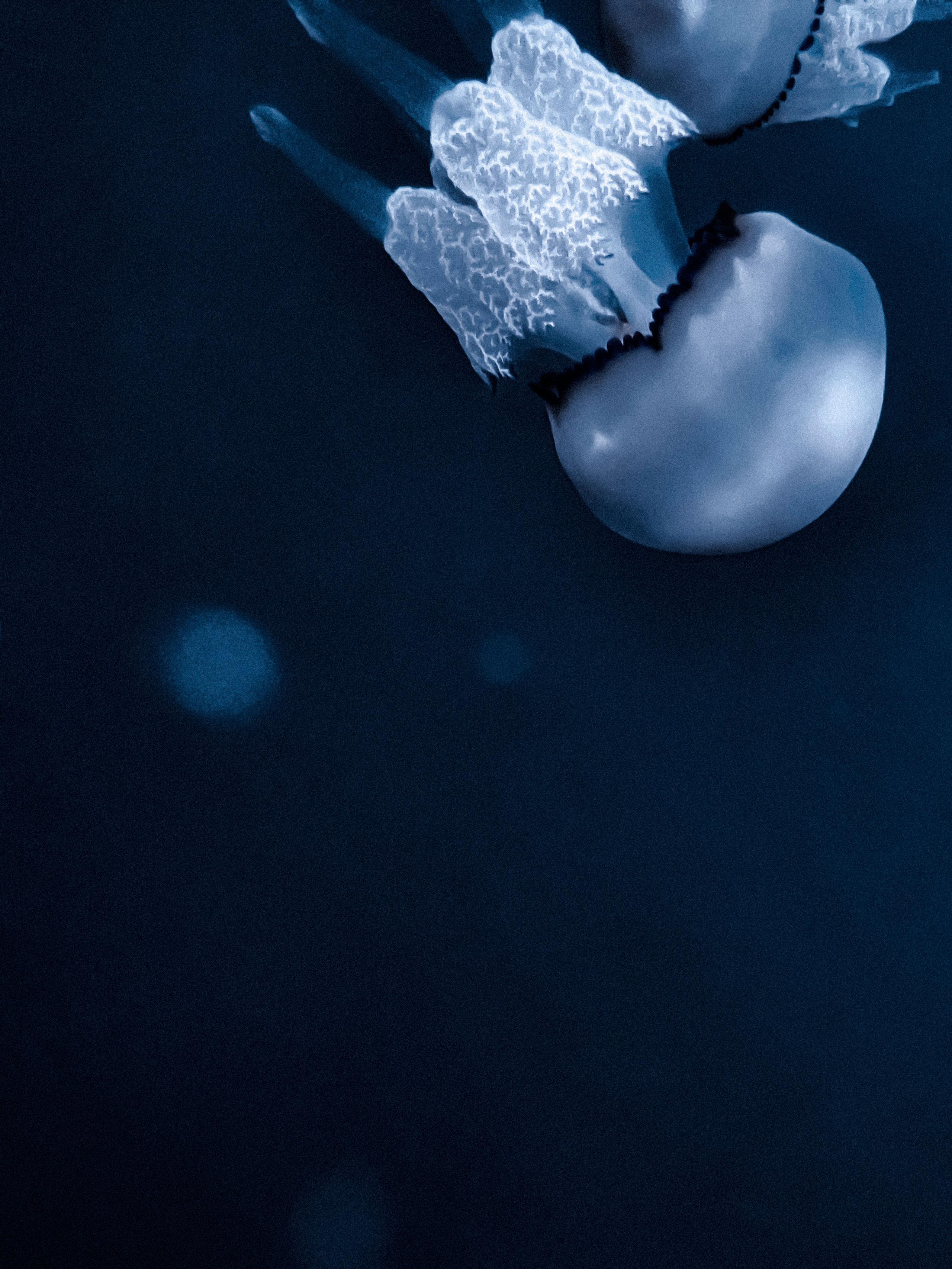 Close-up underwater image featuring two translucent jellyfish gracefully swimming through dark blue water. The jellyfish are partially visible in the top right, showcasing their smooth, dome-shaped bells with black-edged rims and intricate, frilled oral arms trailing below. The dark background, accented by a few out-of-focus light spots, enhances the ethereal quality and isolates the subjects in a tranquil, deep-sea ambiance.