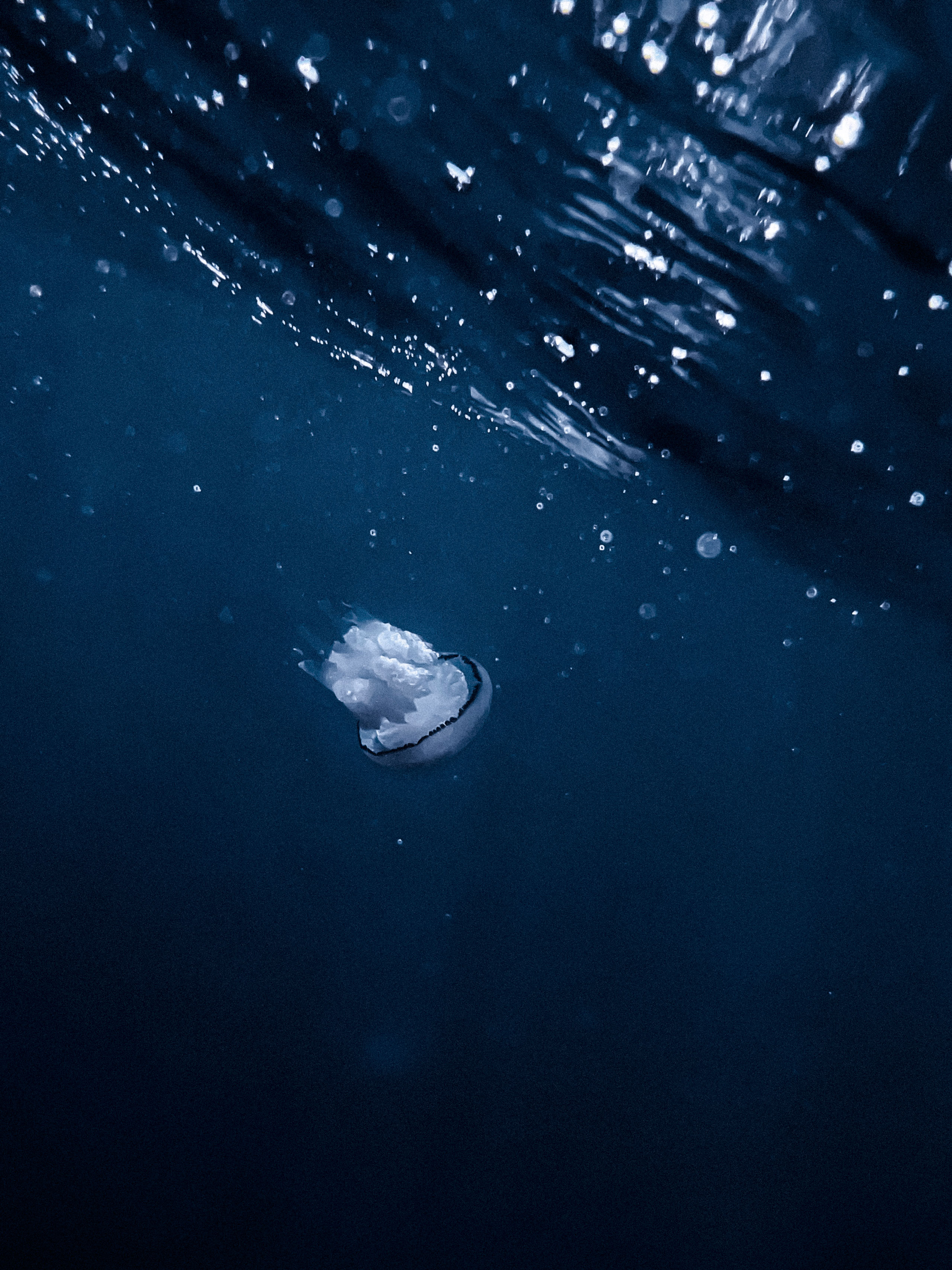 Underwater photograph of a single jellyfish floating beneath the ocean surface, surrounded by deep blue water and illuminated by natural light filtering from above. The translucent jellyfish displays soft, white bell-shaped features with subtle details, creating a serene and mysterious marine atmosphere.