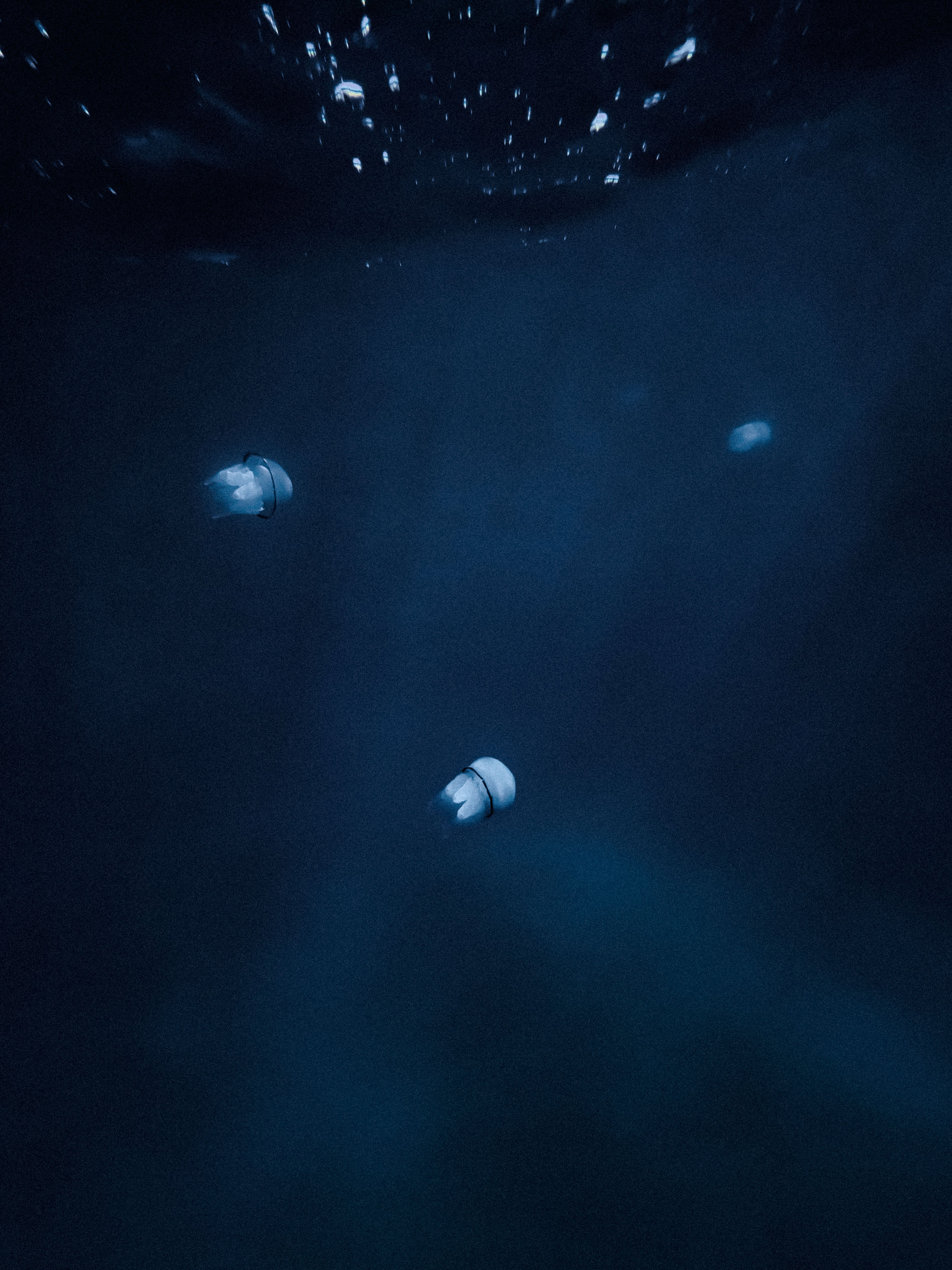 Underwater photograph showcasing three translucent jellyfish gently drifting through dark, deep blue water. The jellyfish, softly lit from above, feature rounded bells with ruffled oral arms and are outlined with a dark rim. Light rays penetrate the water from the surface, illuminating the scene with a mystical ambiance. Bubbles and small particles are visible near the top, adding texture and depth.