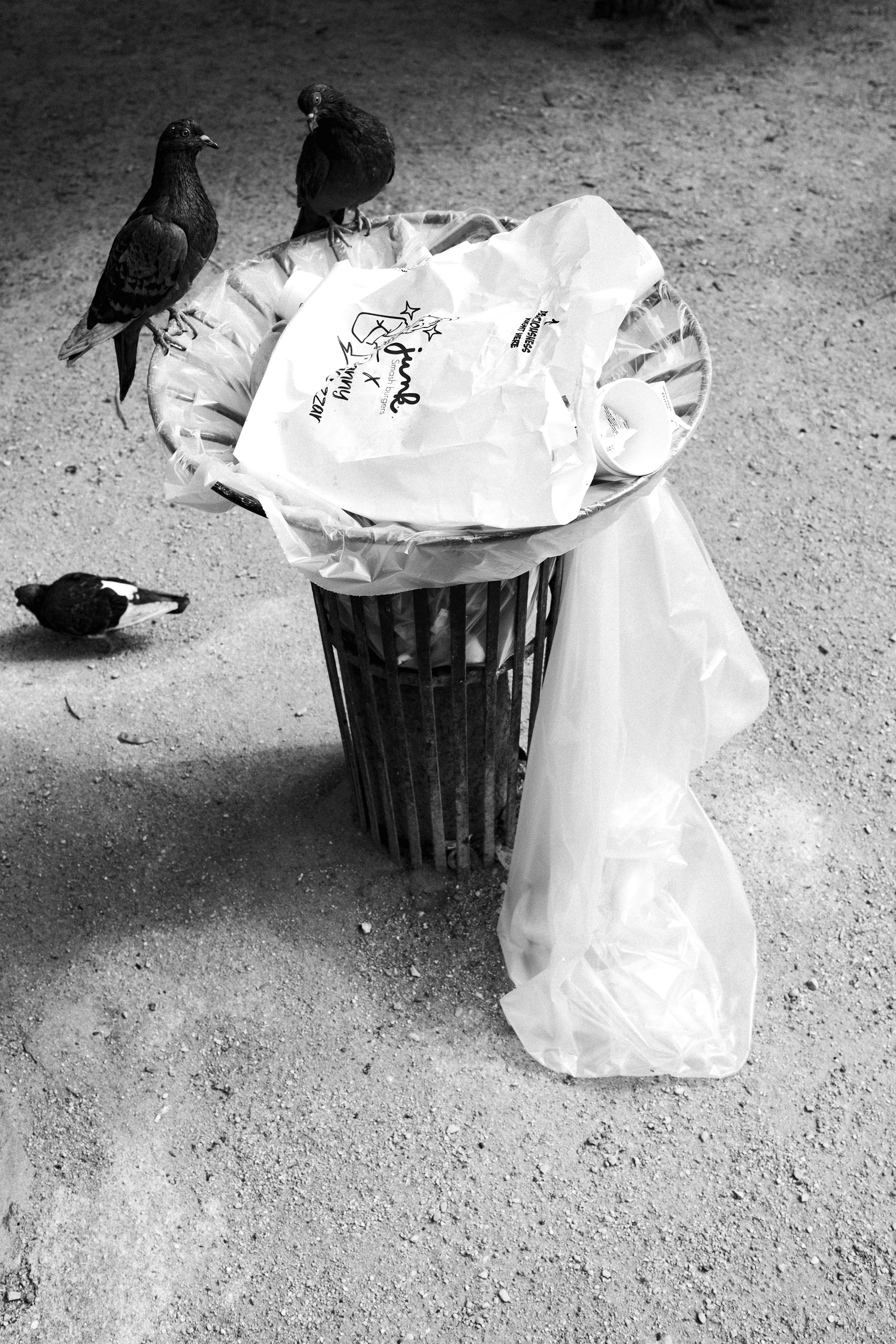 Black and white photo of a public trash can in a dirt-covered outdoor area, overflowing with waste. Two pigeons perch on the edge of the bin, pecking at discarded items, while a third pigeon stands on the ground nearby. A crumpled paper bag with the text “j’aime” and “Jazz in Marciac” is visible among the trash, along with a plastic cup and a loosely hanging transparent garbage liner.