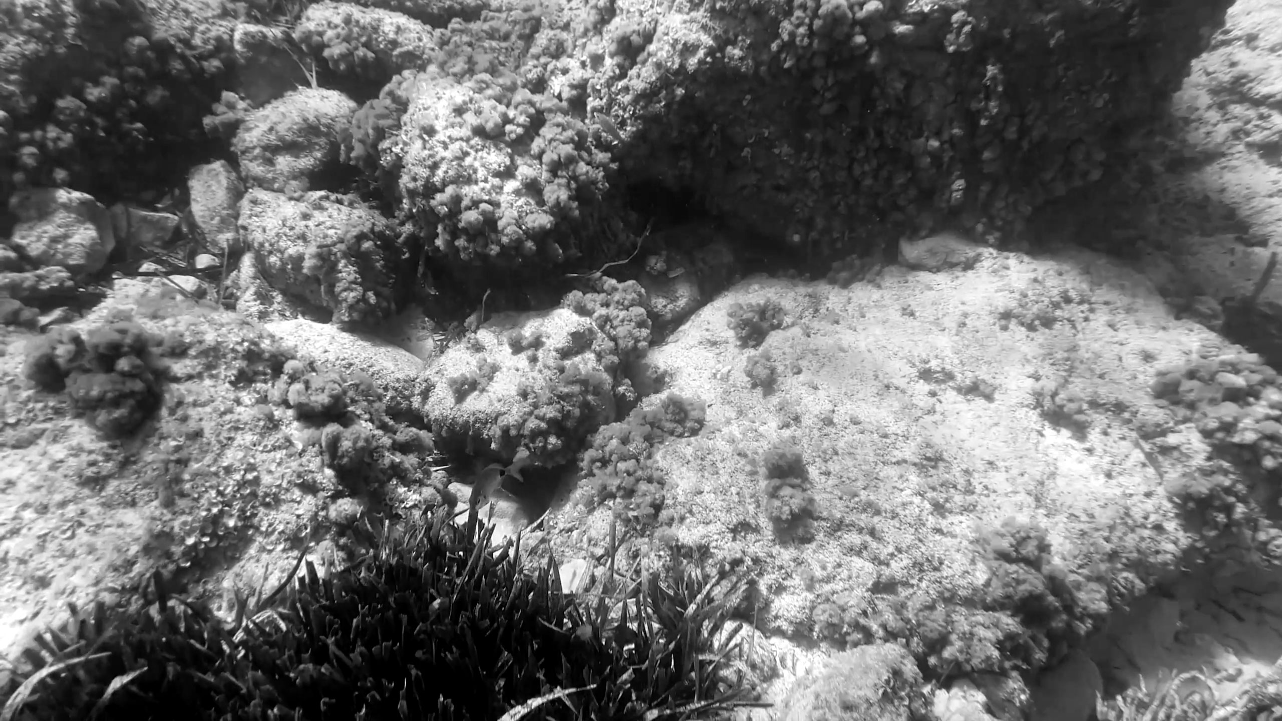 Underwater coral reef photographed by Patrick Pankalla, showcasing natural marine textures and ocean depth in black and white.