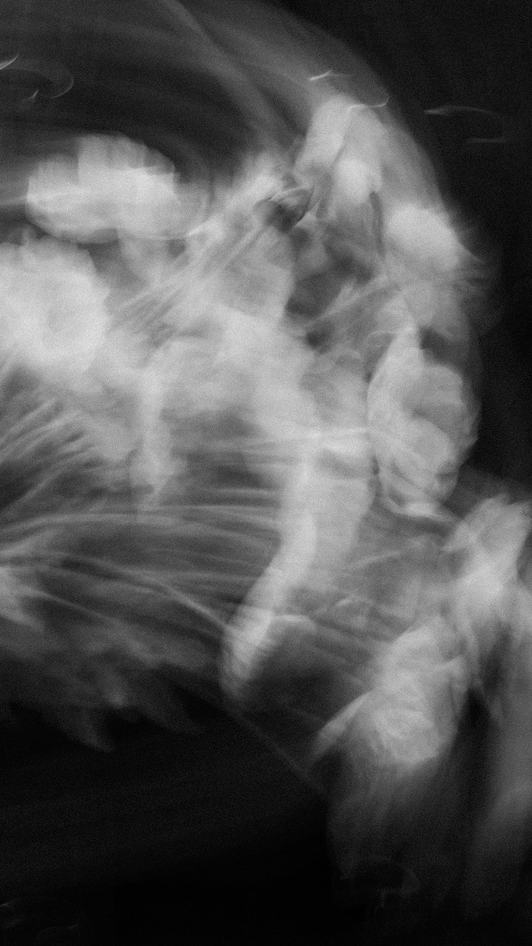 Abstract black-and-white photograph of white flowers with soft motion blur against a dark background.