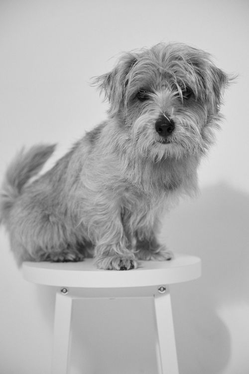 Joey, Norfolk Terrier / Head of Business Development at Ambient Studio, London, UK.