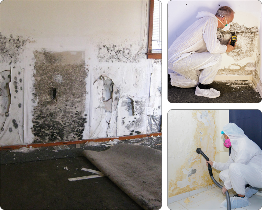 Mold Inspection Services in NJ | Mold Inspection Specialists - The ...