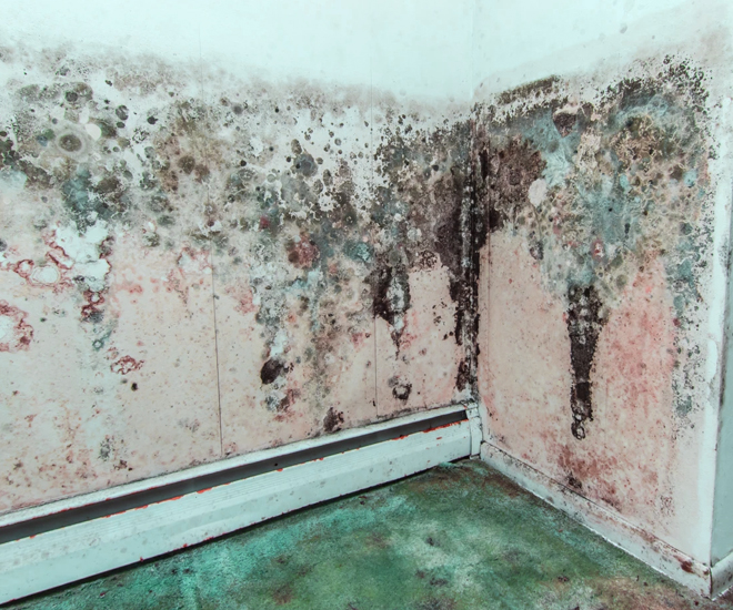 How Does Mold Spread Through Walls: Understanding, Prevention, and ...