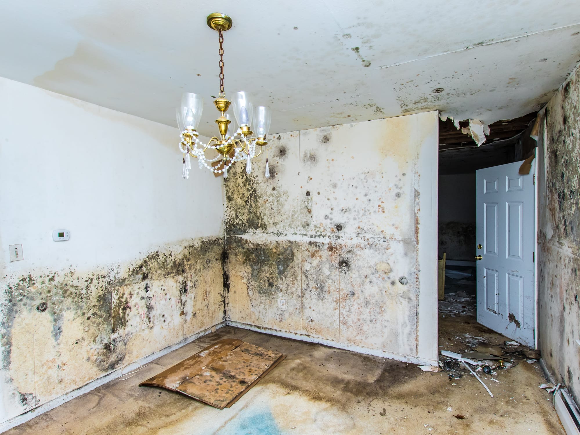 Top 5 signs of Mold in your home - RDS Environmental