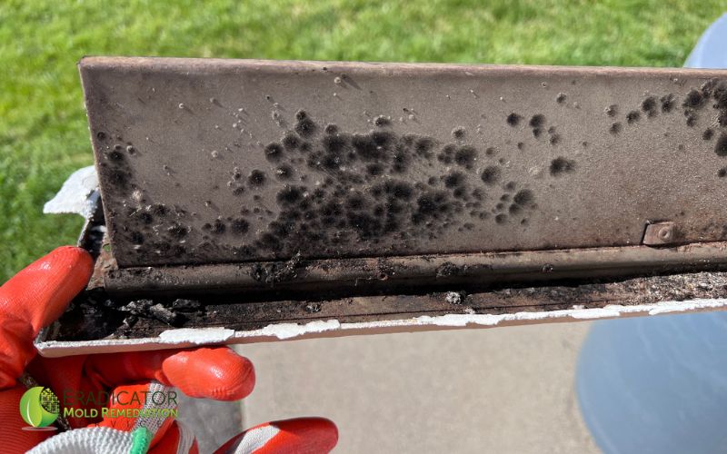 Edison NJ Eradicator Mold Removal - Mold Testing