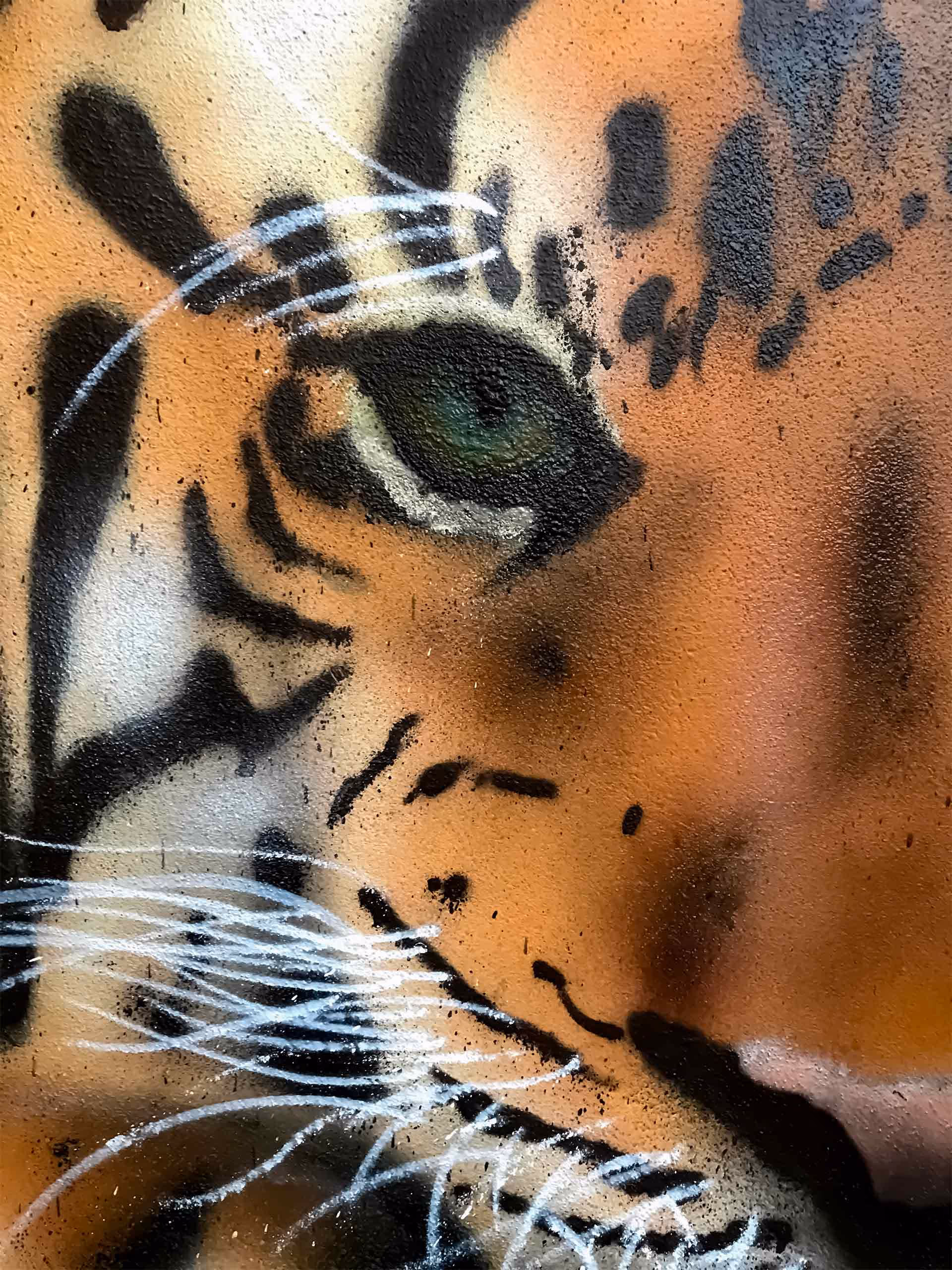 Details of a tiger's snout from a wall painting