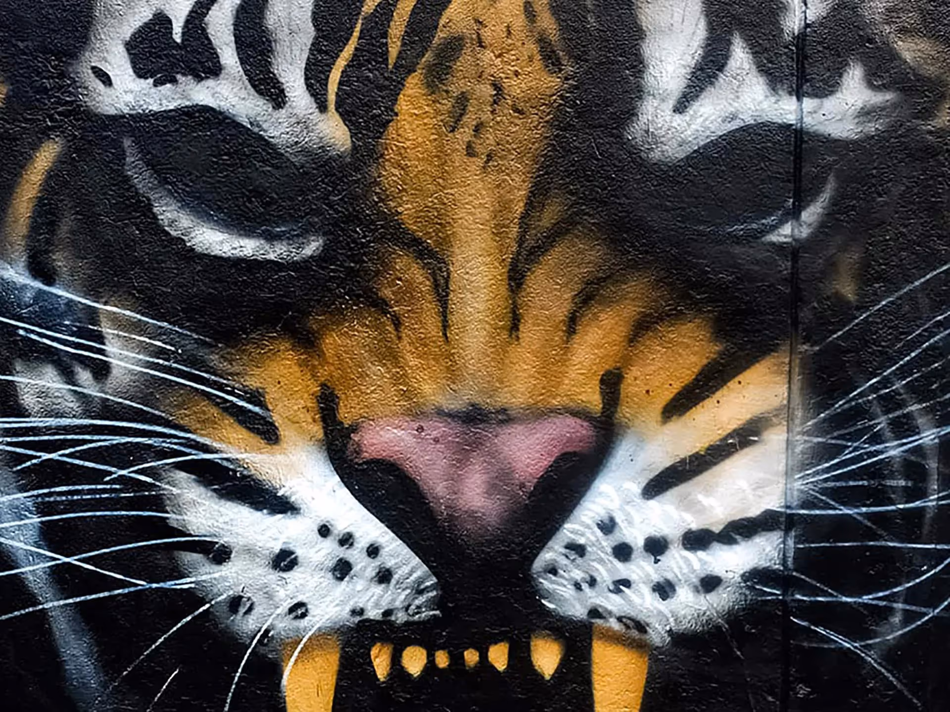 Close-up of an eyeless tiger's snout painting on a street wall