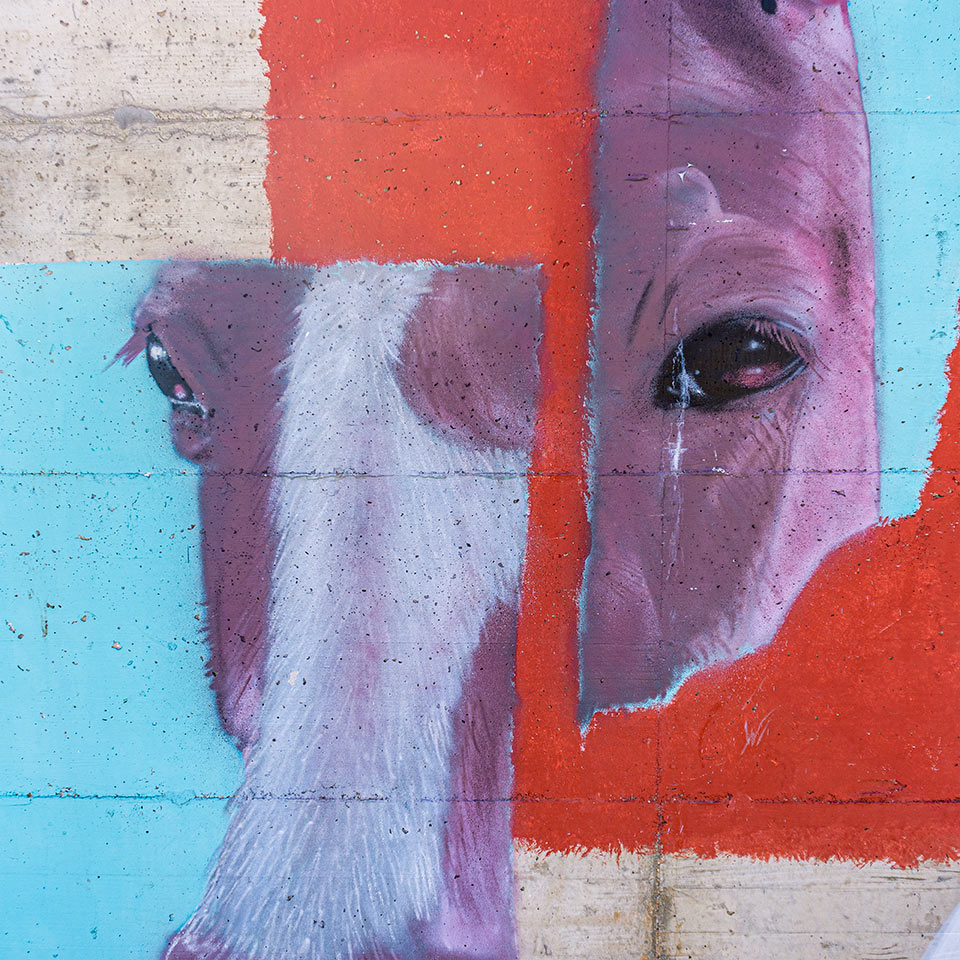 Painting of a horse head on a wall