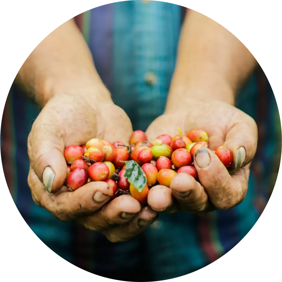 hands holding coffee beans