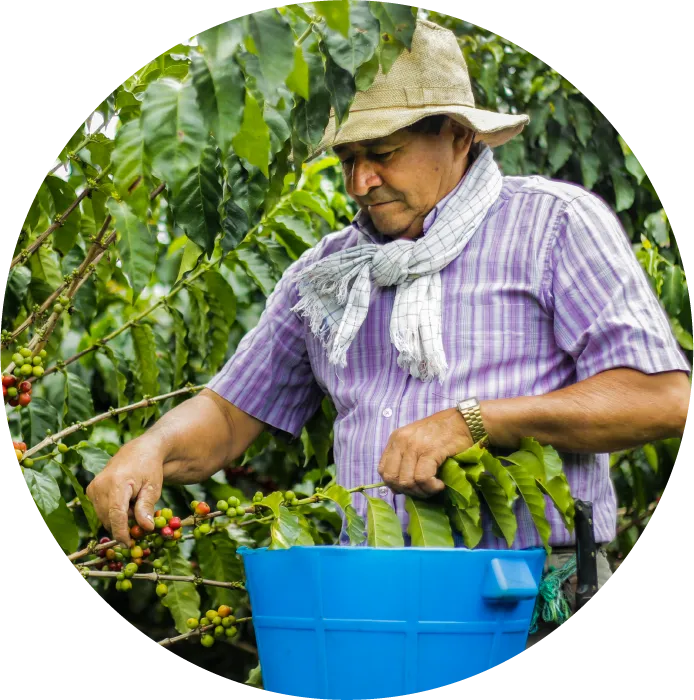 man picking coffee beans