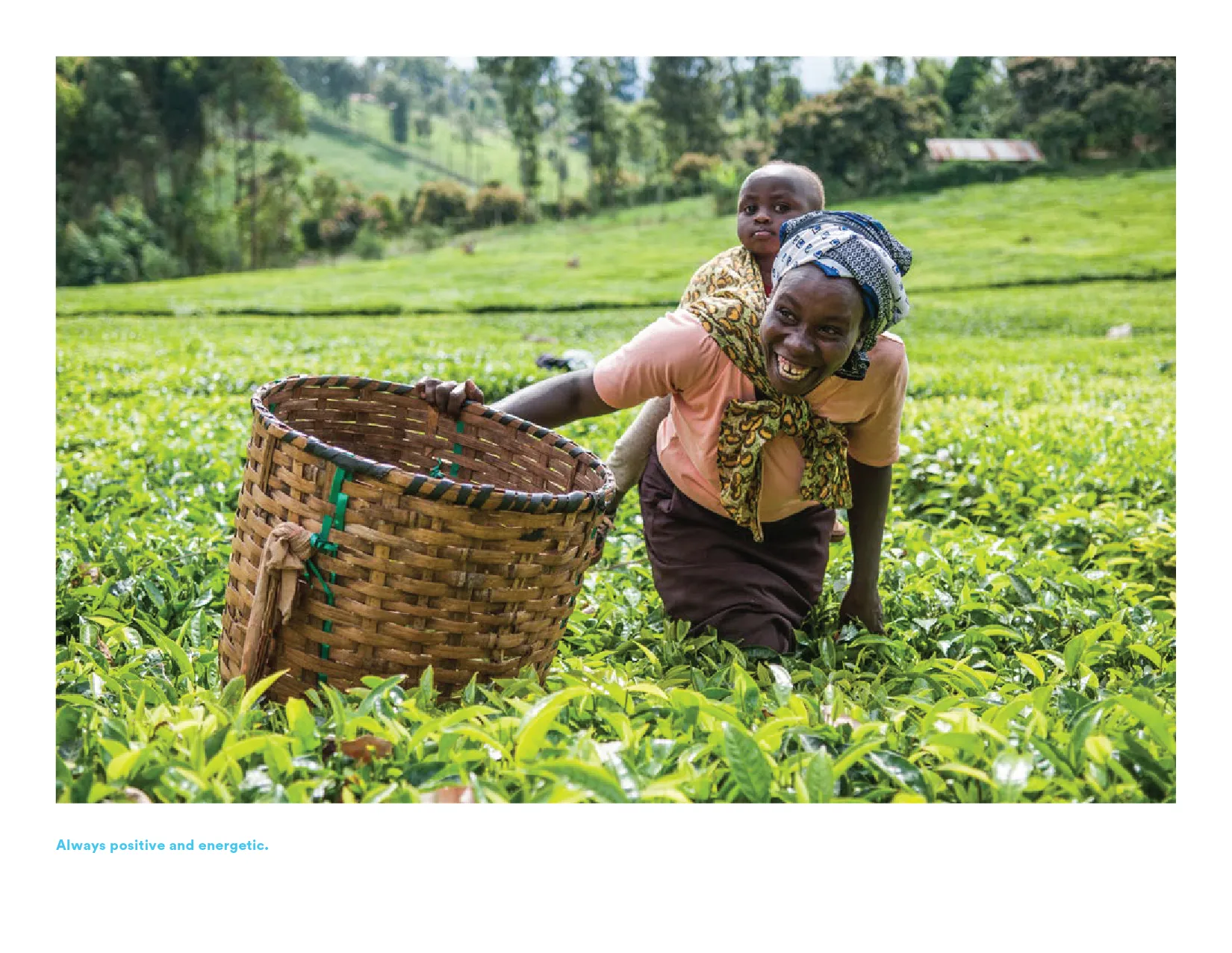 Photo of a woman harvesting a crop.