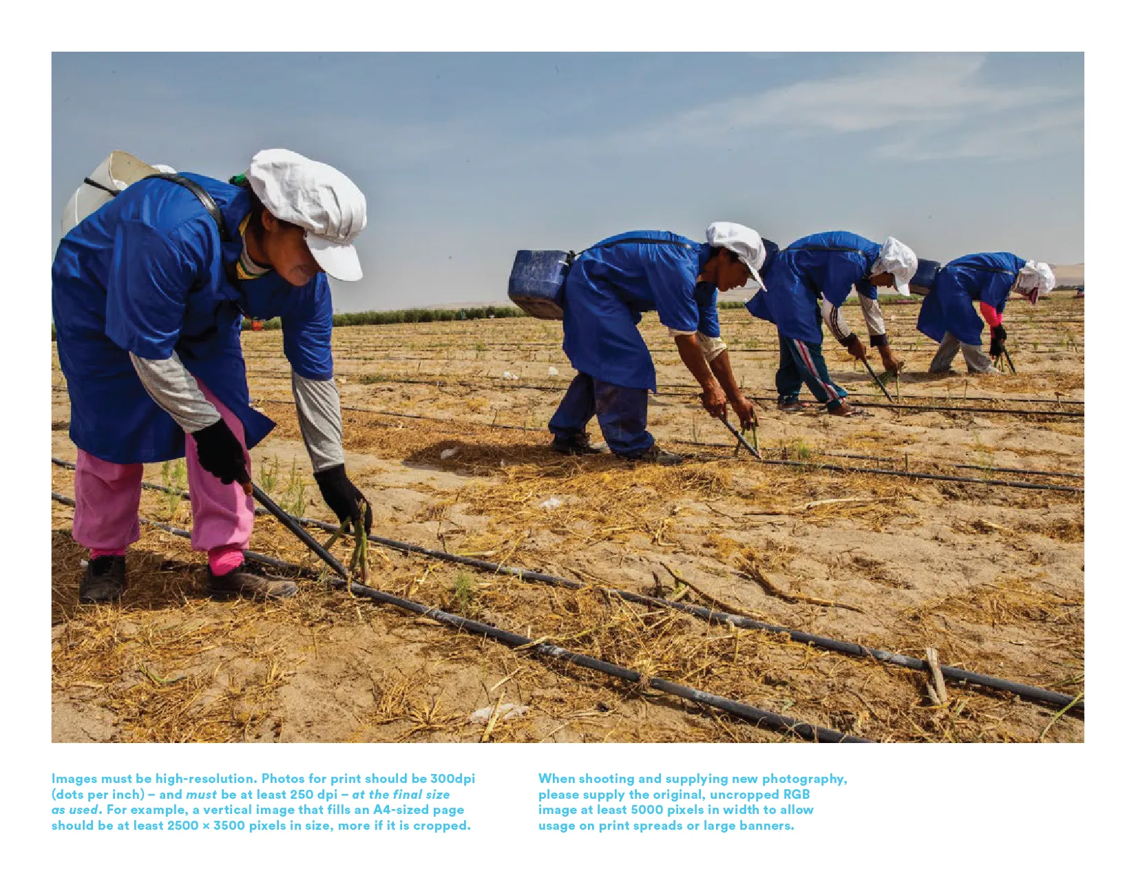 Photo of people working in a field.