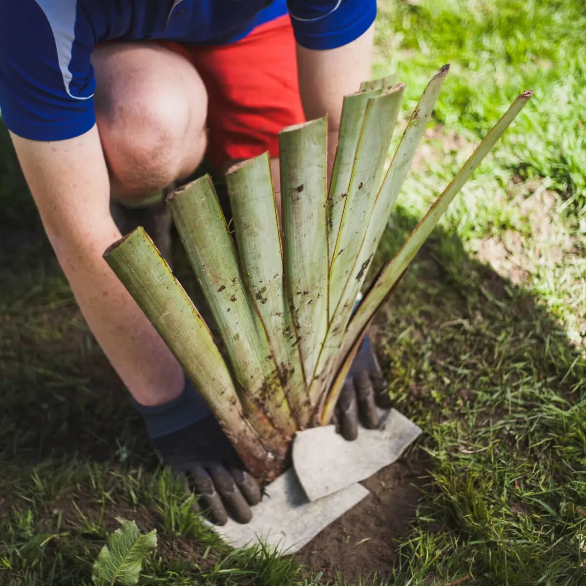 Reforesting - Mana Tahuna