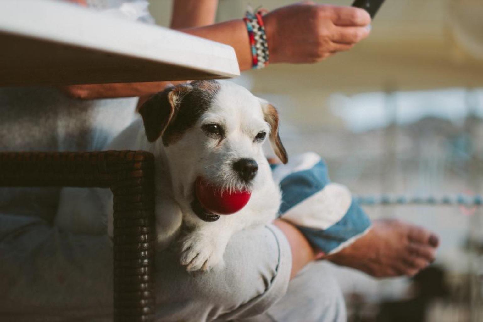 AI phone support for pet supply stores: the 2026 playbook