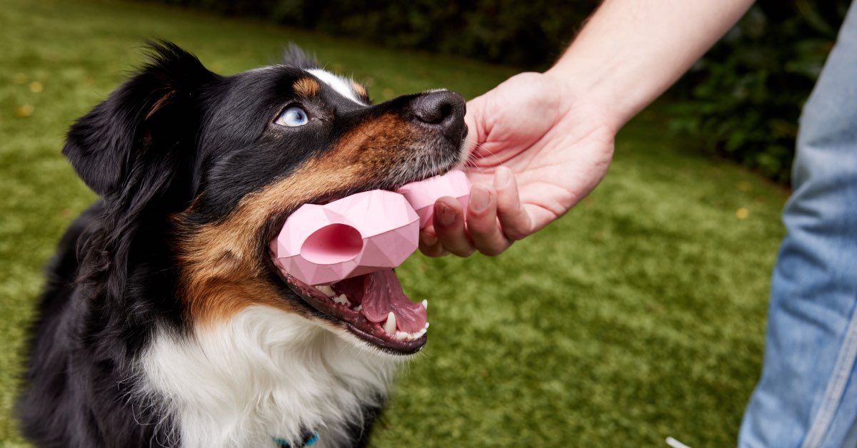 Pet Honesty