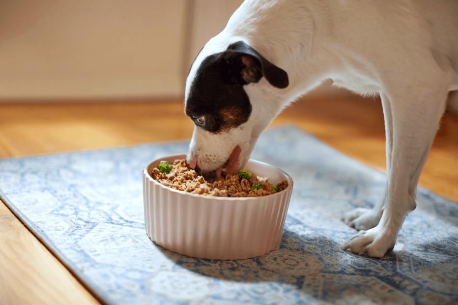 PetPlate product