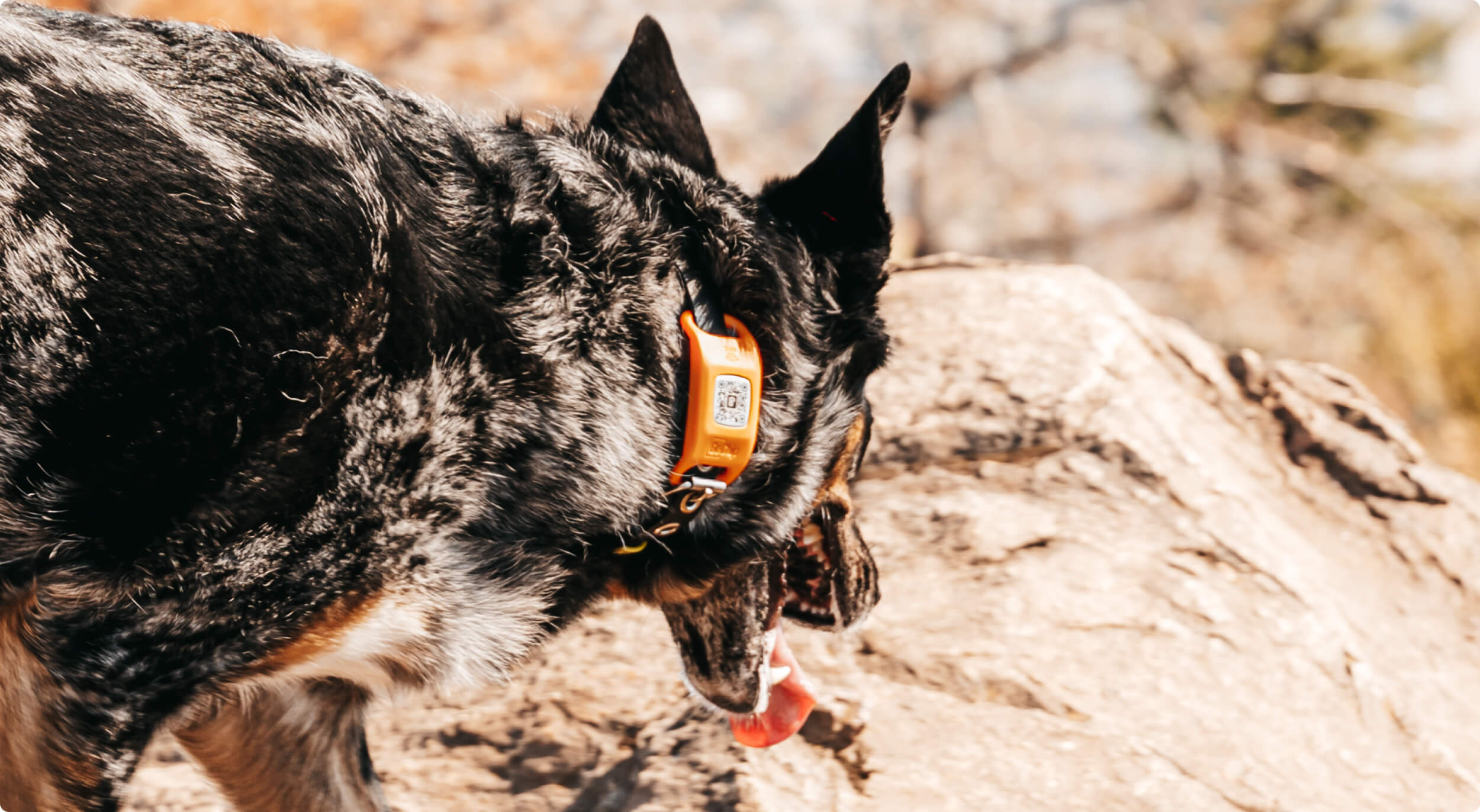 GoChip — digital pet ID tracker on dog collar outdoors | ANCORD Design Co