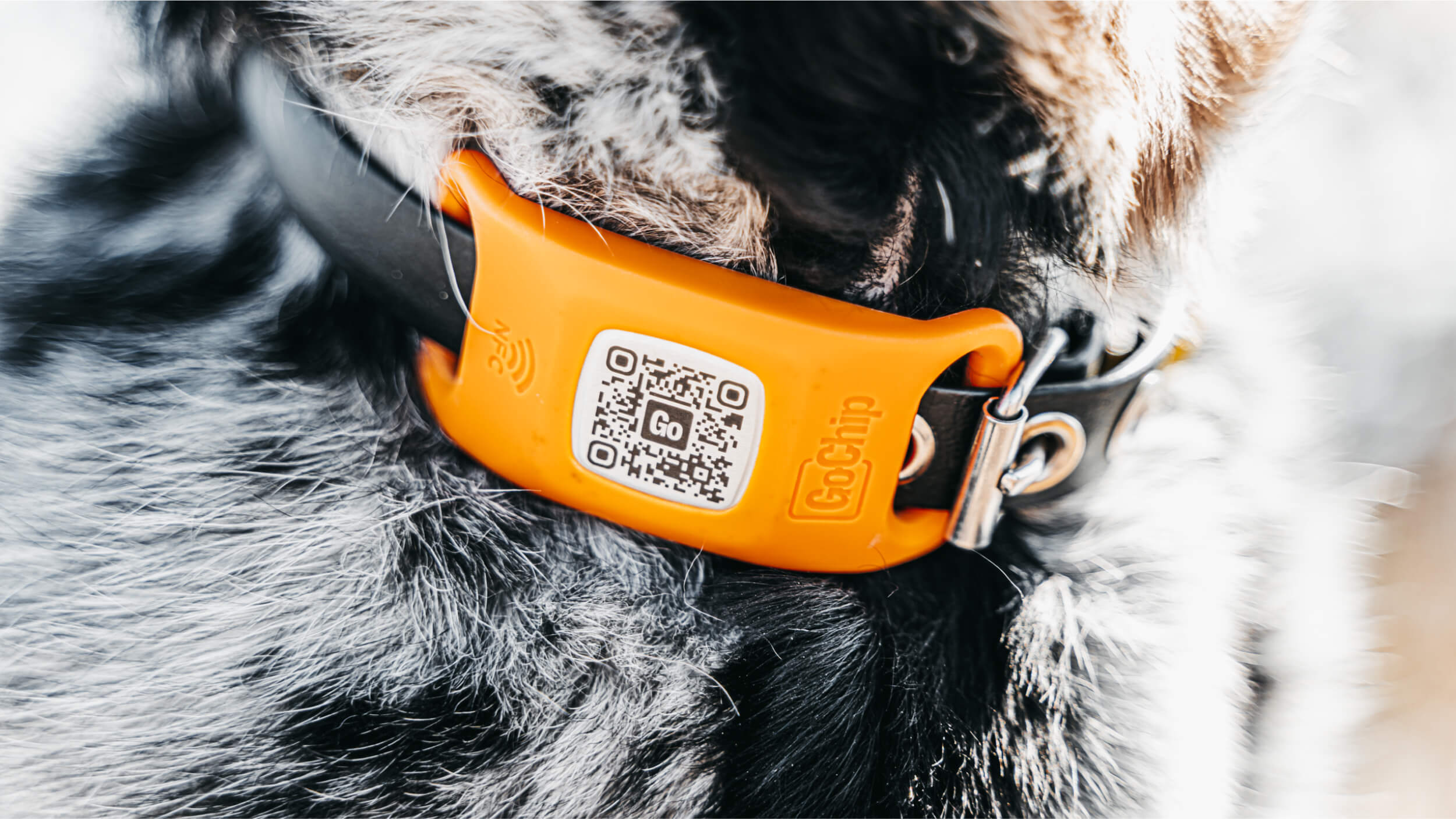 GoChip — pet tracker device and app interface pairing | ANCORD Design Co