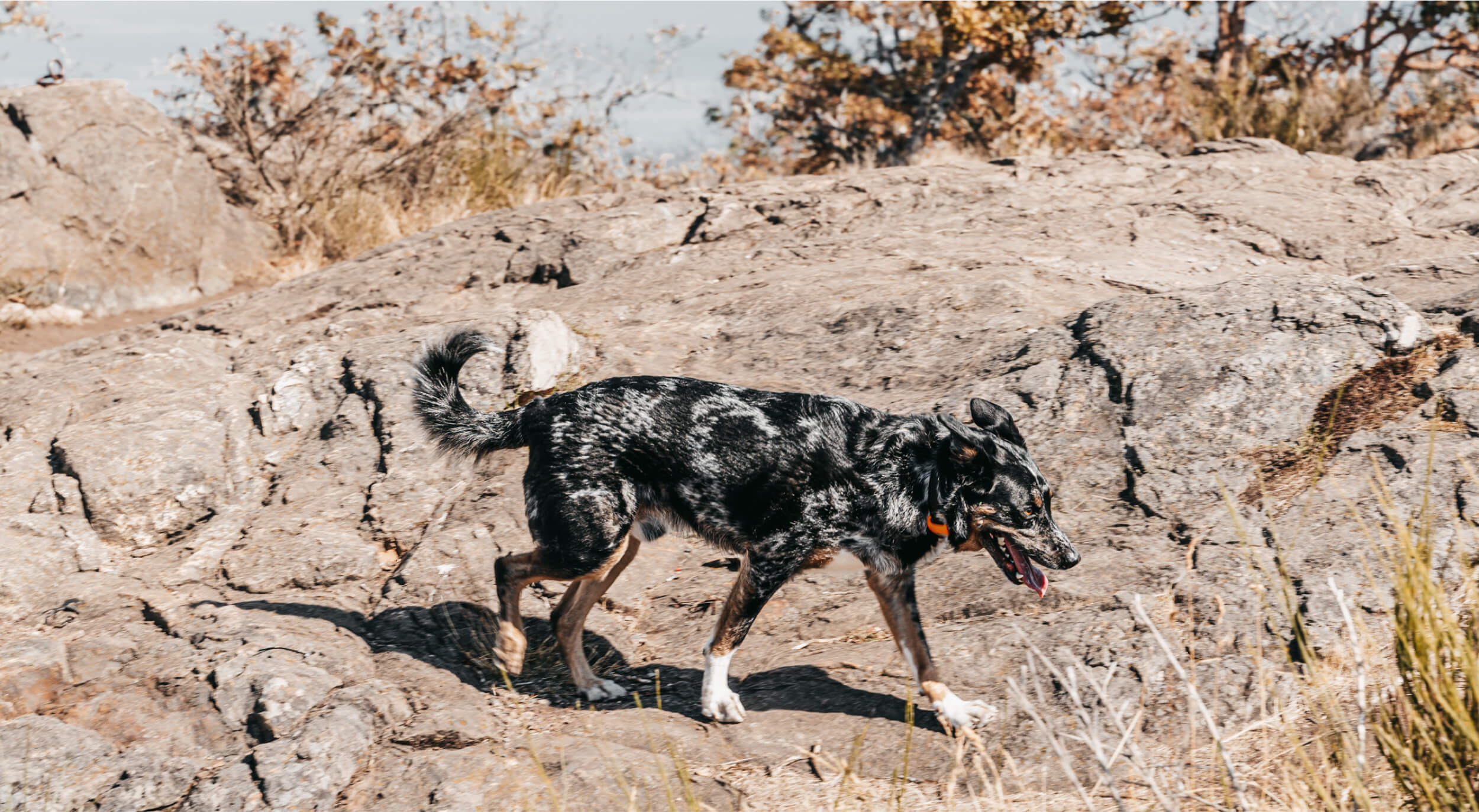GoChip — minimalist pet ID device with charging dock | ANCORD Design Co