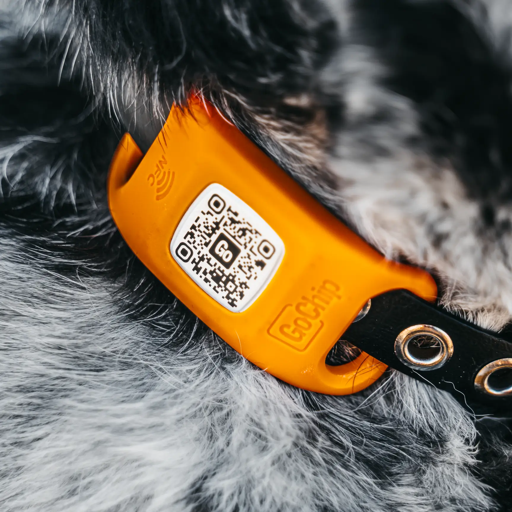 GoChip — pet GPS tracker product header with device | ANCORD Design Co