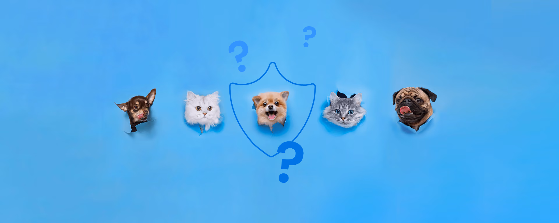 is-pet-insurance-worth-it-image