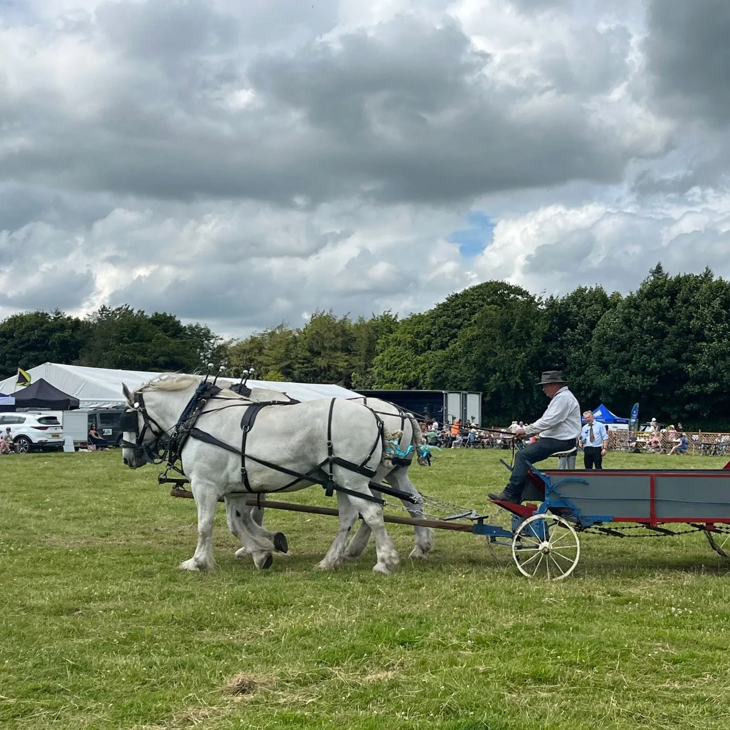 Two white horses harnessed to a blue cart driven by a man wearing a hat on a grassy field with trees and tents in the background.