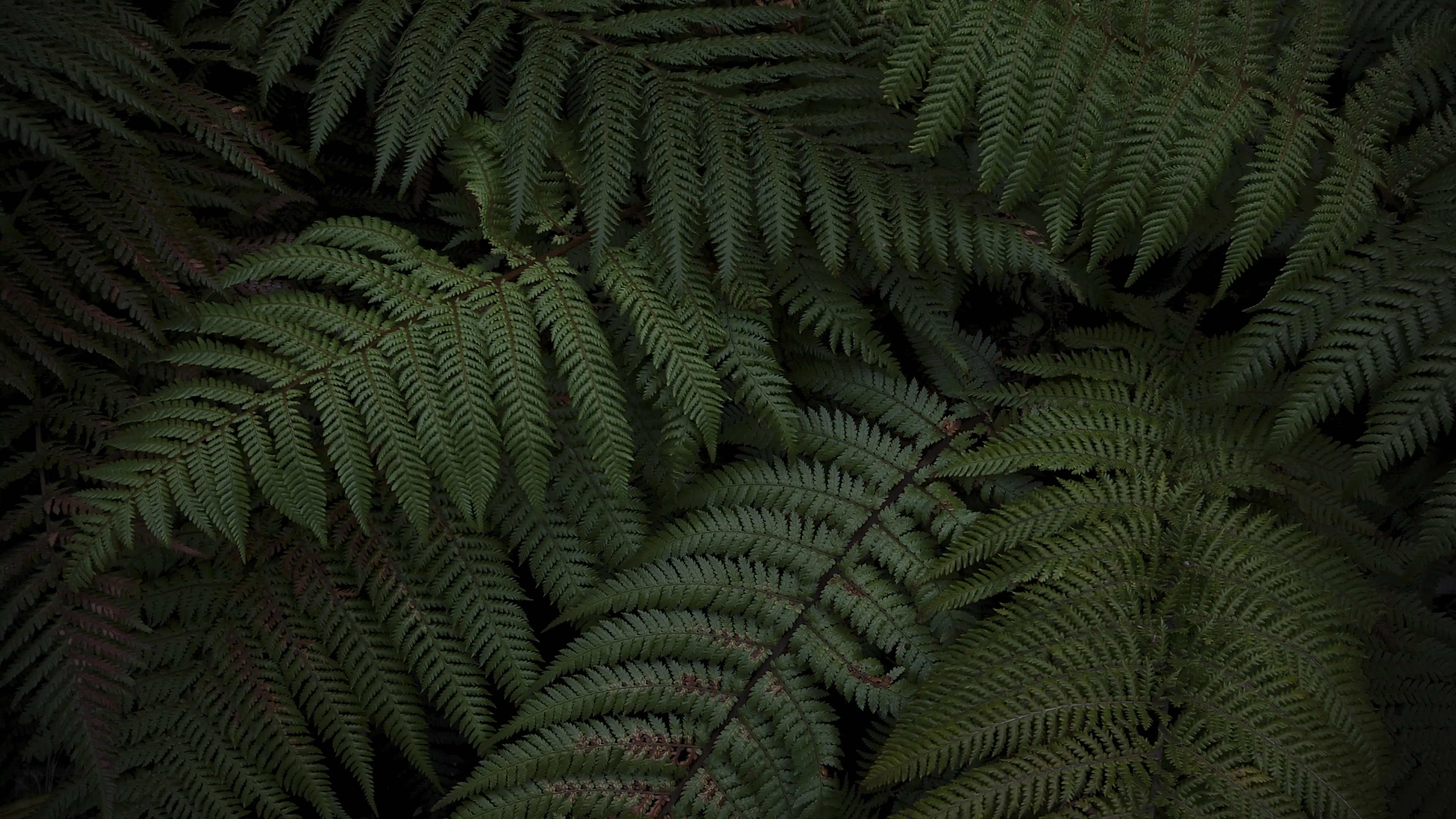 NZ native fern