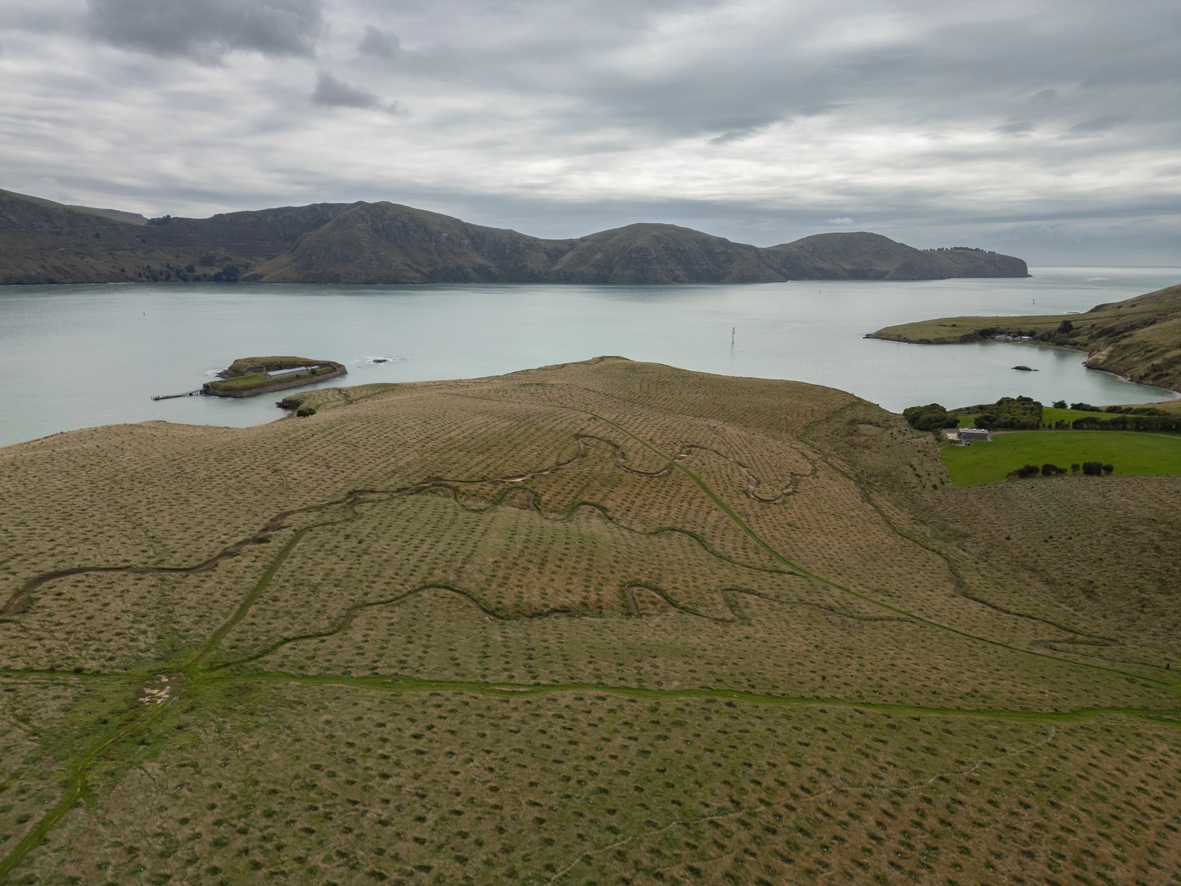 Aerial shot of forest planting