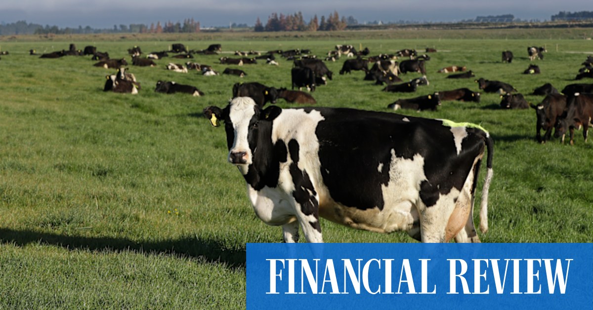 Marex bets on cow carbon credits, backs $132m NZ AgriTech”