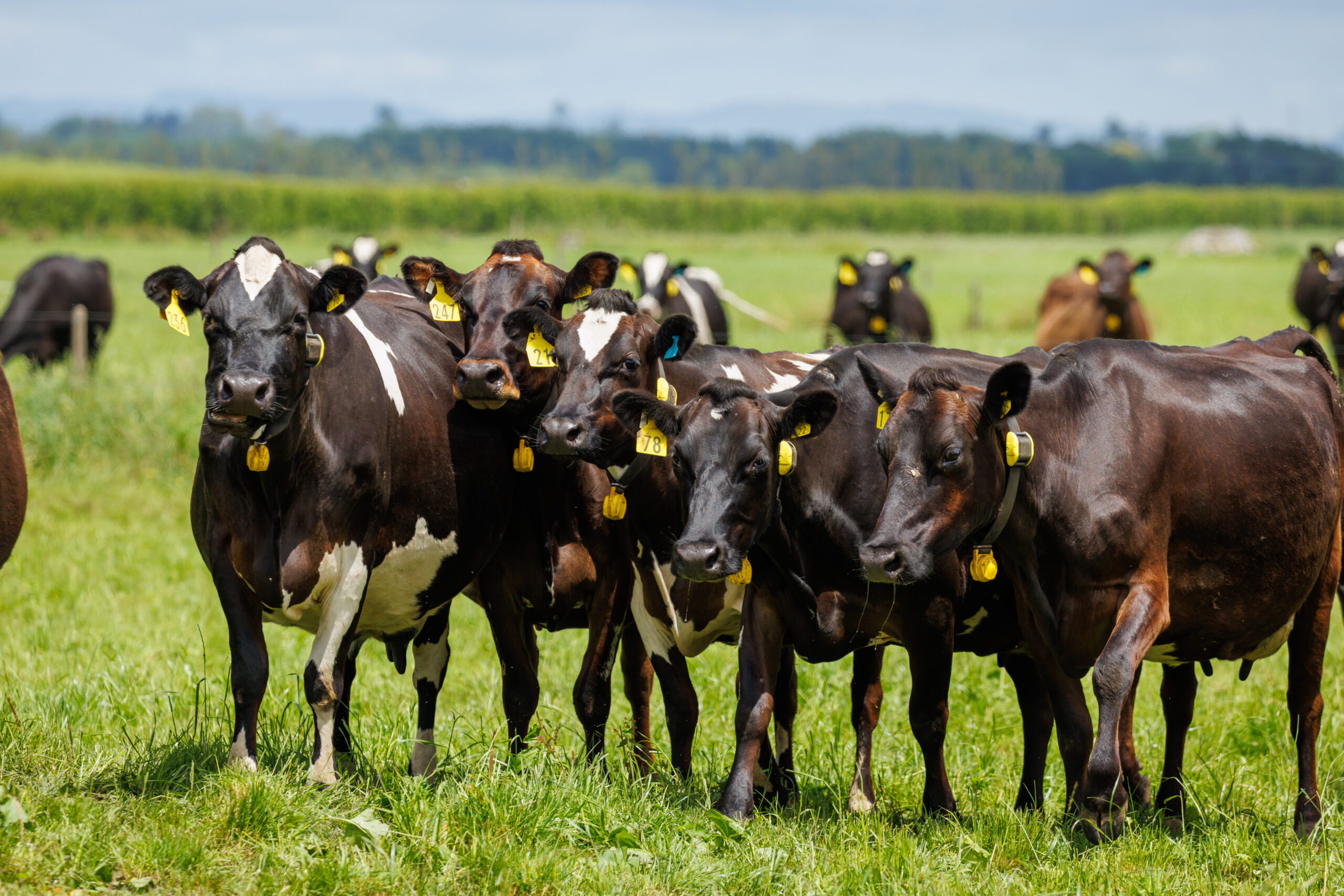 Nutrient density: the missing link in the emissions debate