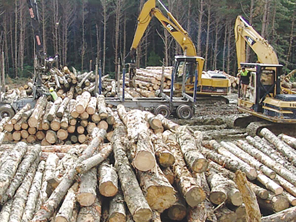 ETS costs cut 66% for forest owners – McClay
