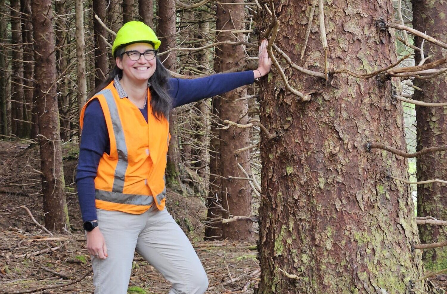 Commercial forestry plantings slashed this year