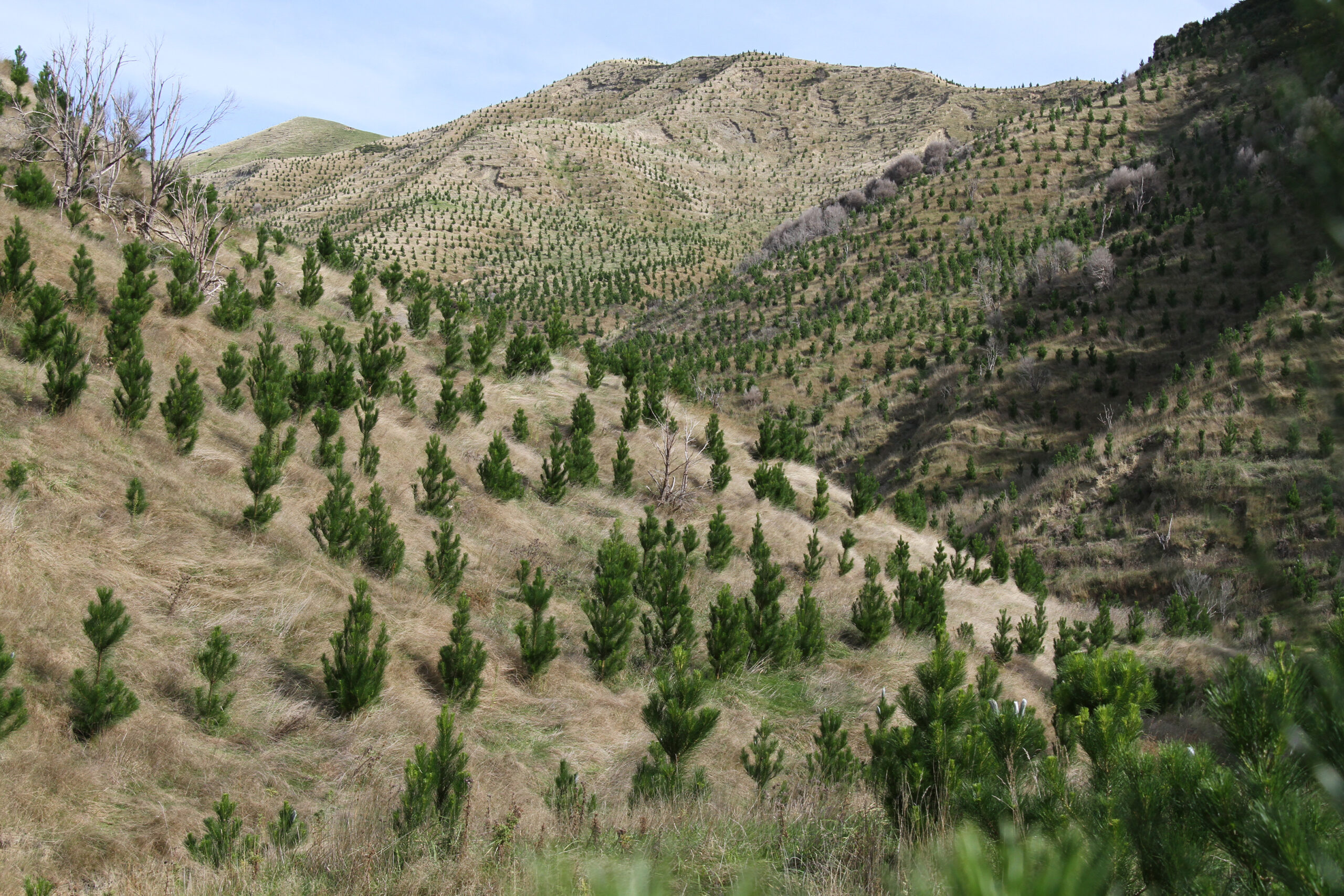 ETS brakes forestry, but pressure on farmland remains