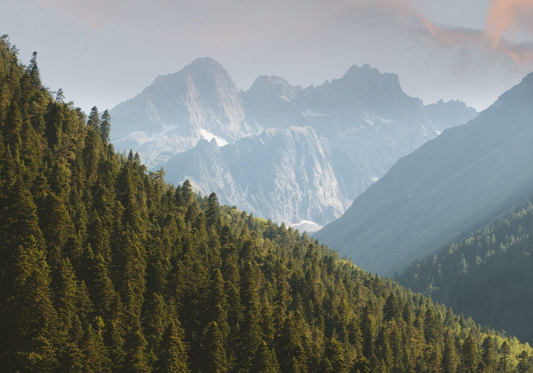 Forestry offers lifeline for uneconomic farms, says investment boss