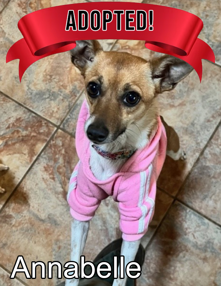 Kona is available for adoption at Rock n Roll Dog Rescue, Acton California 