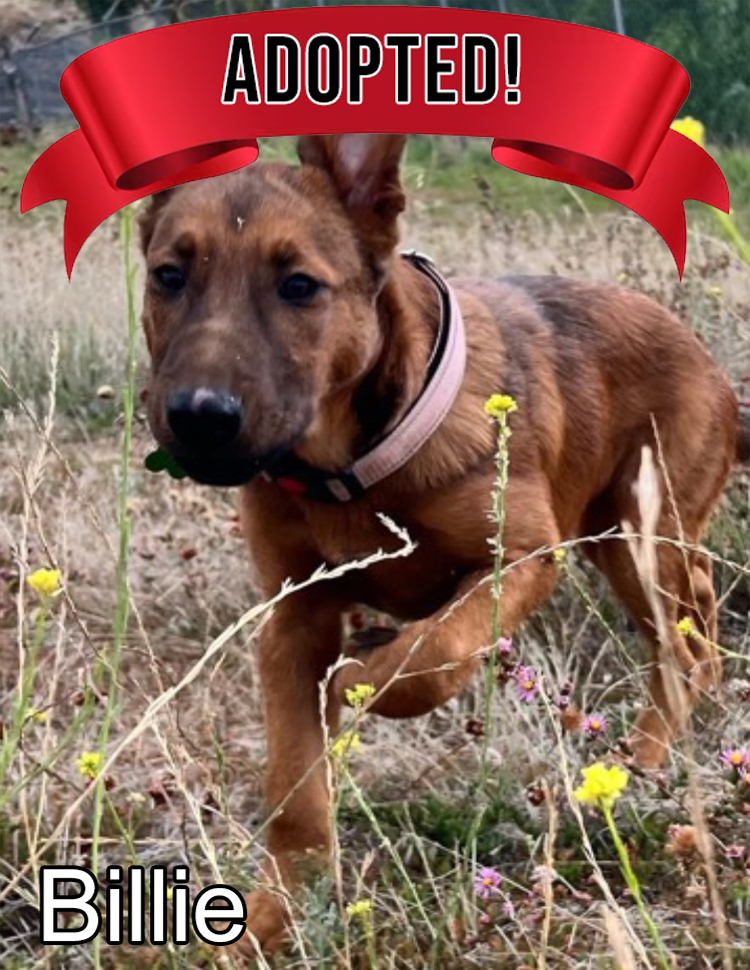 Adopted Dog Joshua at Rock n Roll Dog Rescue, Acton California 