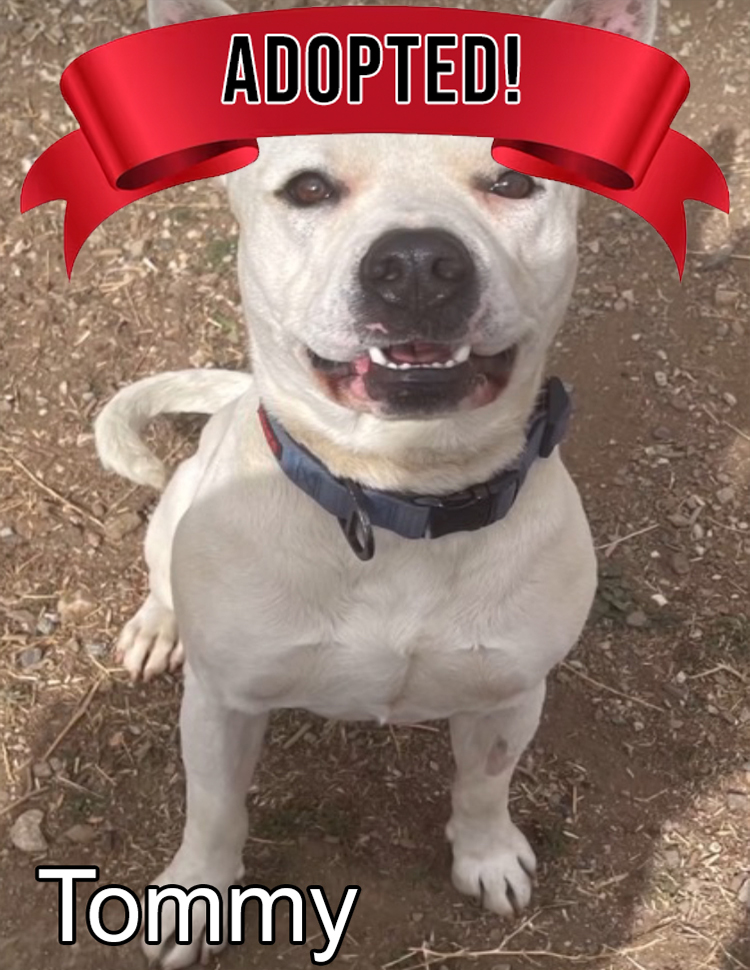 Annabelle is available for adoption at Rock n Roll Dog Rescue, Acton California 