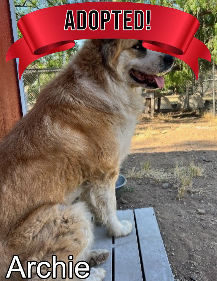 Annabelle is available for adoption at Rock n Roll Dog Rescue, Acton California