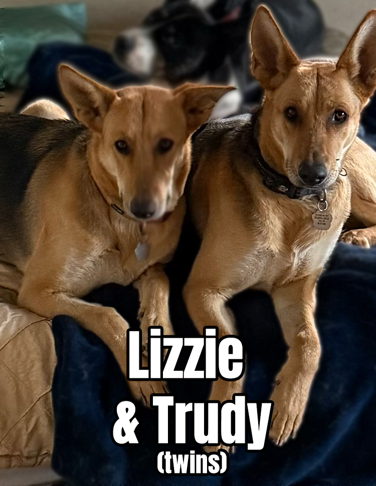 Rosalie is available for adoption at Rock n Roll Dog Rescue, Acton California 