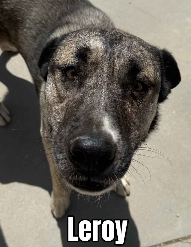 Rosalie is available for adoption at Rock n Roll Dog Rescue, Acton California 