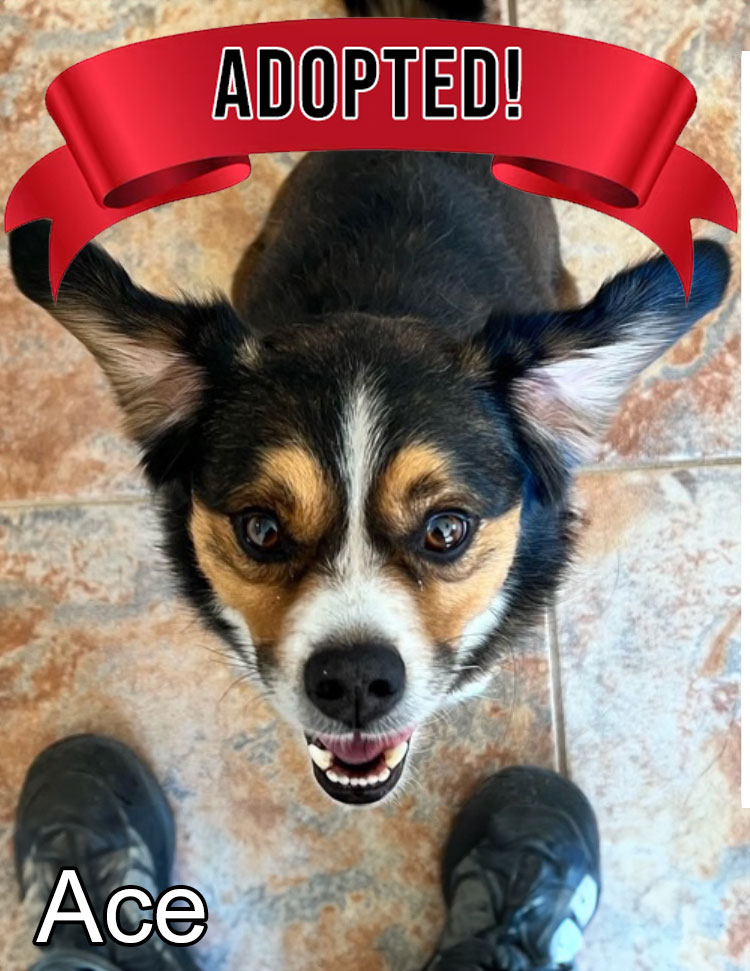 Annabelle is available for adoption at Rock n Roll Dog Rescue, Acton California 