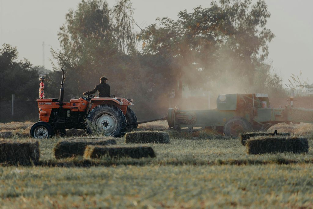 Champs de blé enneigé dû aux aléas climatiques