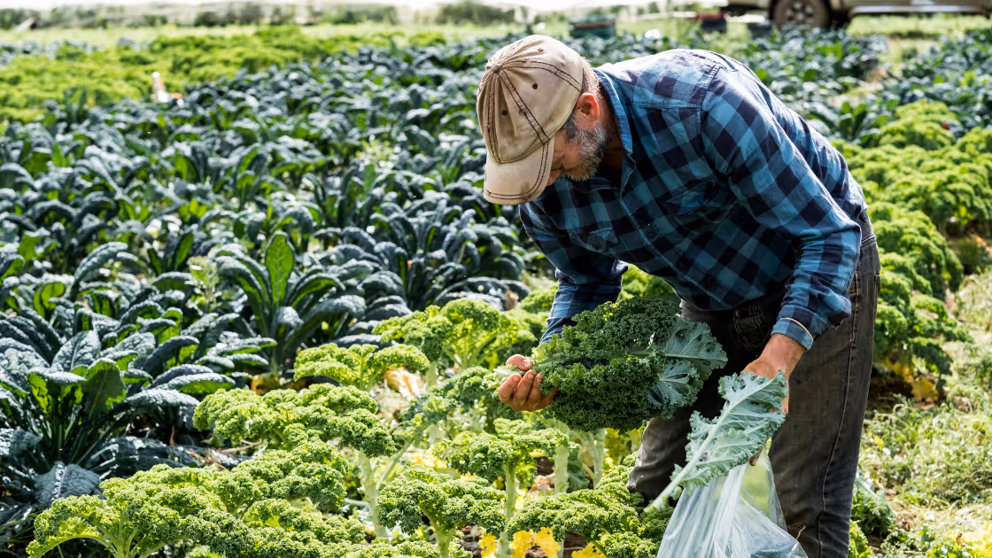 Farms and producers