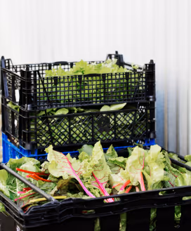 Leafy greens being harvested.