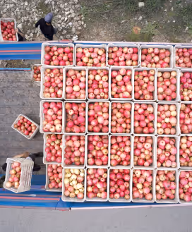 Pomegranites in truck.